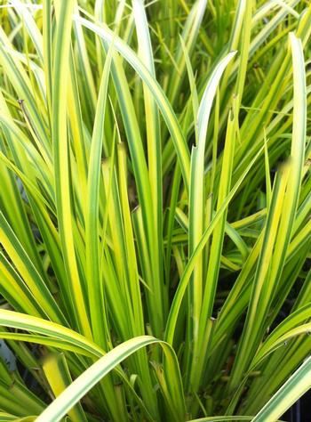Acorus Golden Sweet Flag Ornamental Grass Our Plants Kaw