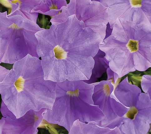 petunia butteflies tolerant attracts hummingbirds