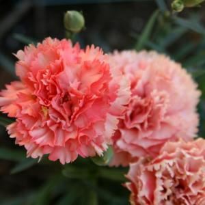 Dianthus, Hardy Carnation, Pinks - Our Plants - Kaw Valley Greenhouses