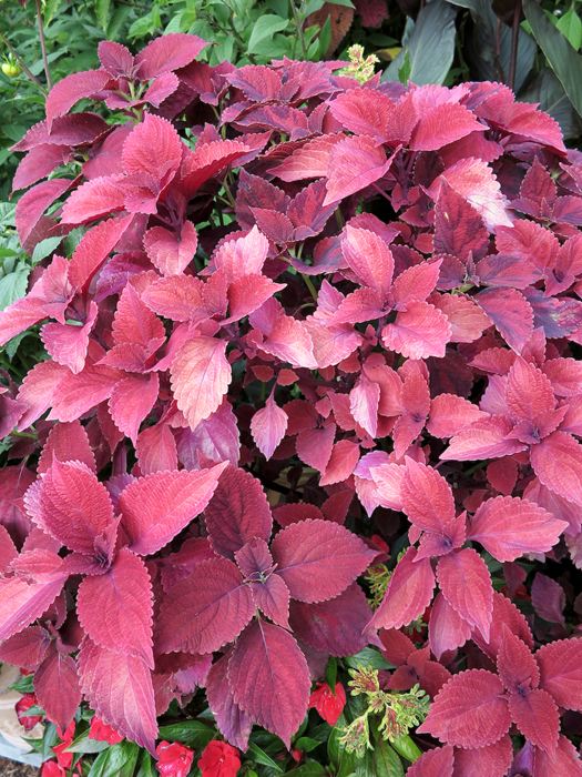 Coleus , Sun Coleus, Painted Nettle - Our Plants - Kaw Valley Greenhouses