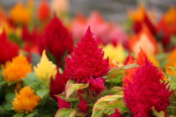 Feather Celosia - Our Plants - Kaw Valley Greenhouses