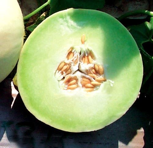 Green Flesh Honeydew Melon