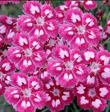 Dianthus, Hardy Carnation - Our Plants - Kaw Valley Greenhouses