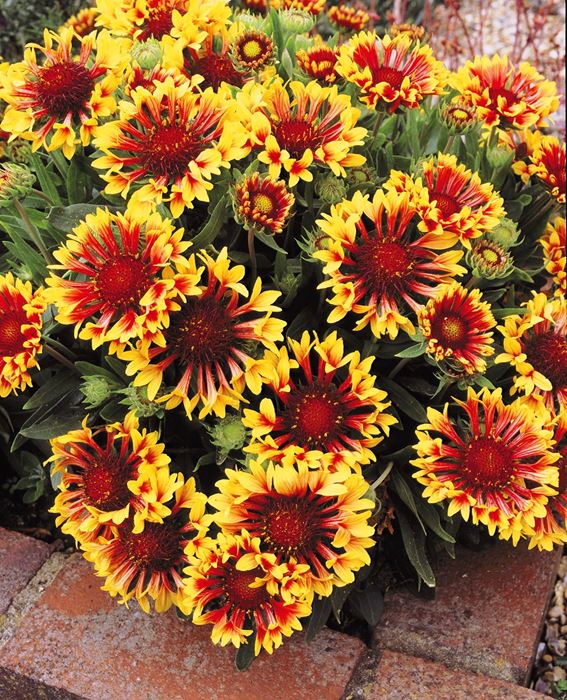 Blanket Flower Our Plants Kaw Valley Greenhouses