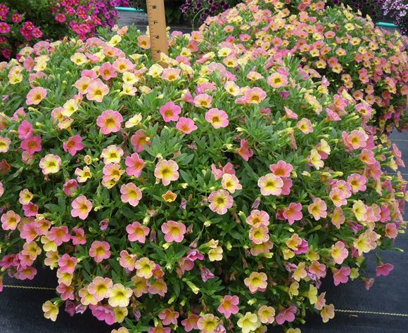 Calibrachoa Million Bells Our Plants Kaw Valley Greenhouses Calibrachoa Million Bells