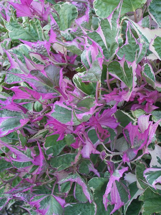 Sweet Potato Vine Our Plants Kaw Valley Greenhouses