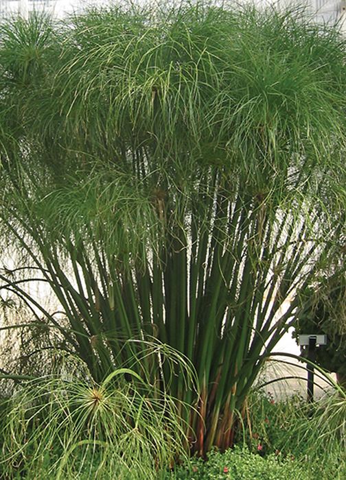 plants papyrus plant tut king egyptian cyperus grasses ornamental graceful grass water flower provenwinners adds height garden landscape rated pond