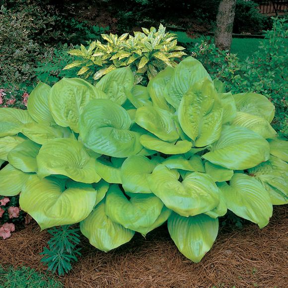 Plantain Lily Our Plants Kaw Valley Greenhouses