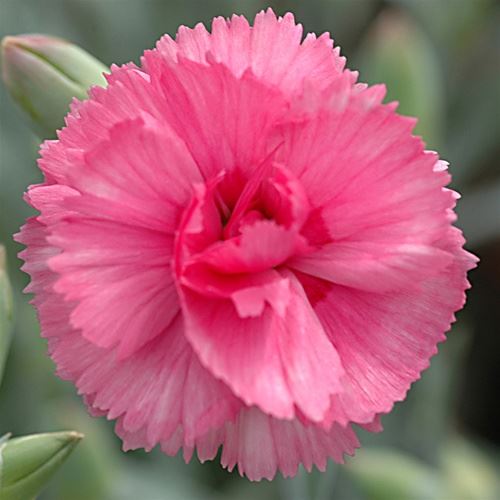 Dianthus, Hardy Carnation Our Plants Kaw Valley Greenhouses