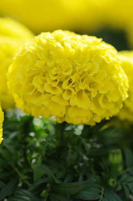 Marigold, African Marigold - Our Plants - Kaw Valley Greenhouses