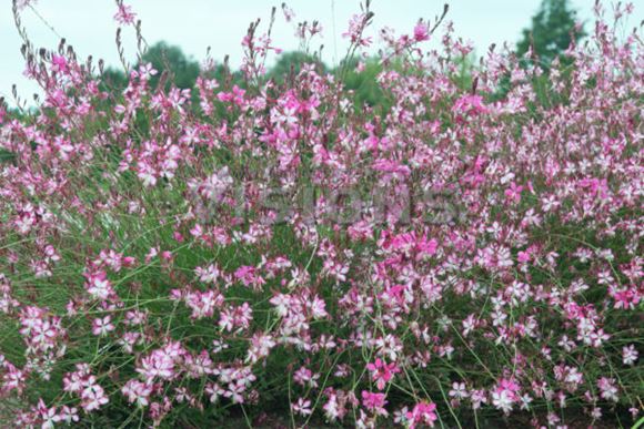 Wand flower discount