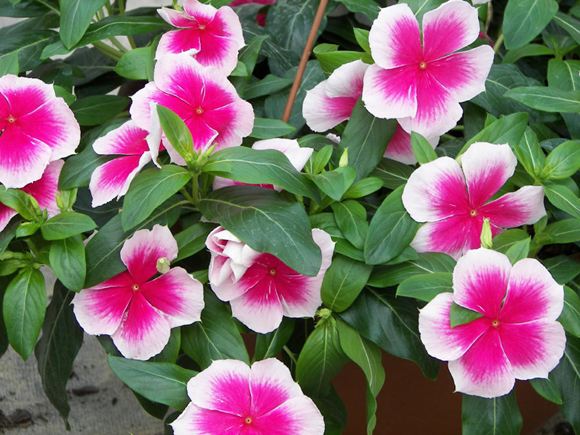 Vinca, Periwinkle - Our Plants - Kaw Valley Greenhouses