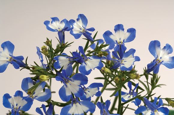 Lobelia - Our Plants - Kaw Valley Greenhouses