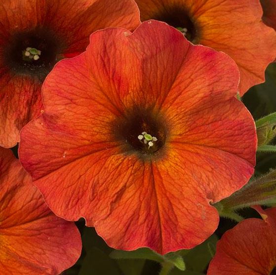 petunia supercal light yellow seeds