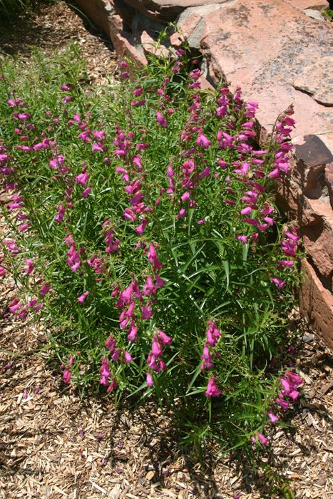 Beardtongue - Our Plants - Kaw Valley