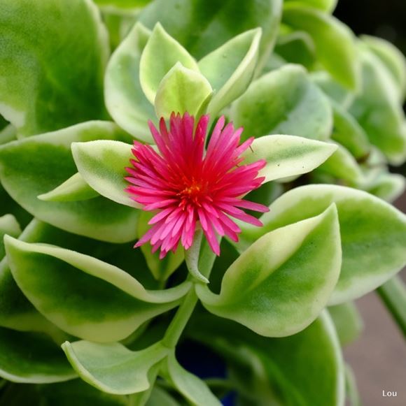 Succulent Heartleaf Ice Plant Our Plants Kaw Valley Greenhouses