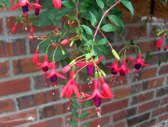 Angel Earrings® Dainty - Fuchsia hybrid | Fuchsia plant, Fuchsia flowers,  Fuchsia garden